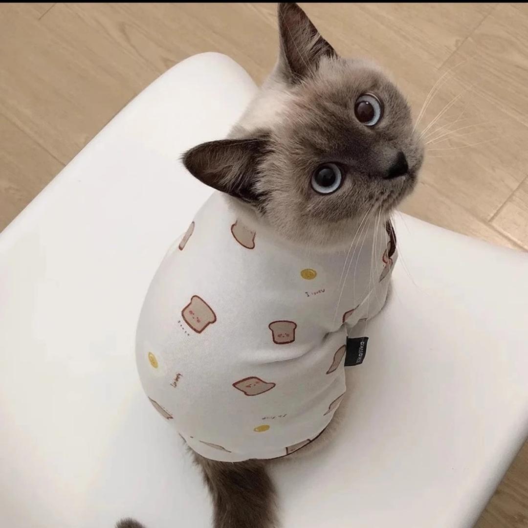 麦芽糖的味道🍭