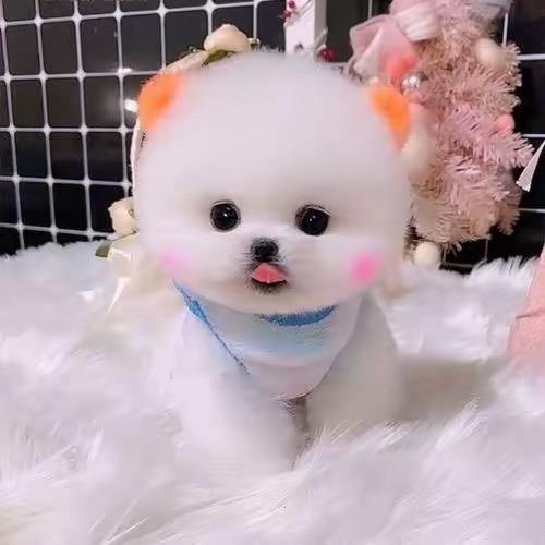 阿胜高端萌宠🐶