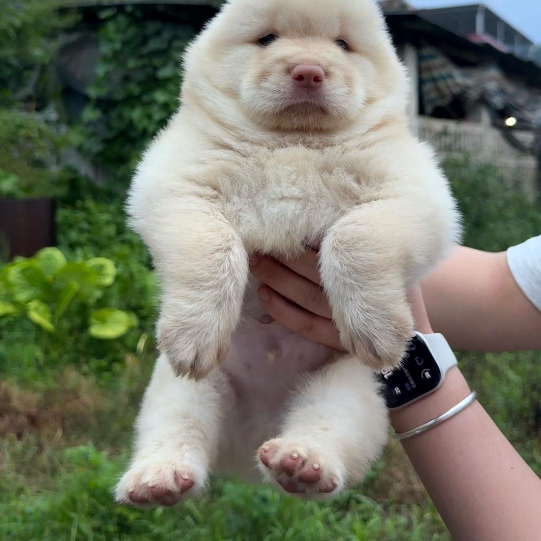 玉林乐乐精选土松
