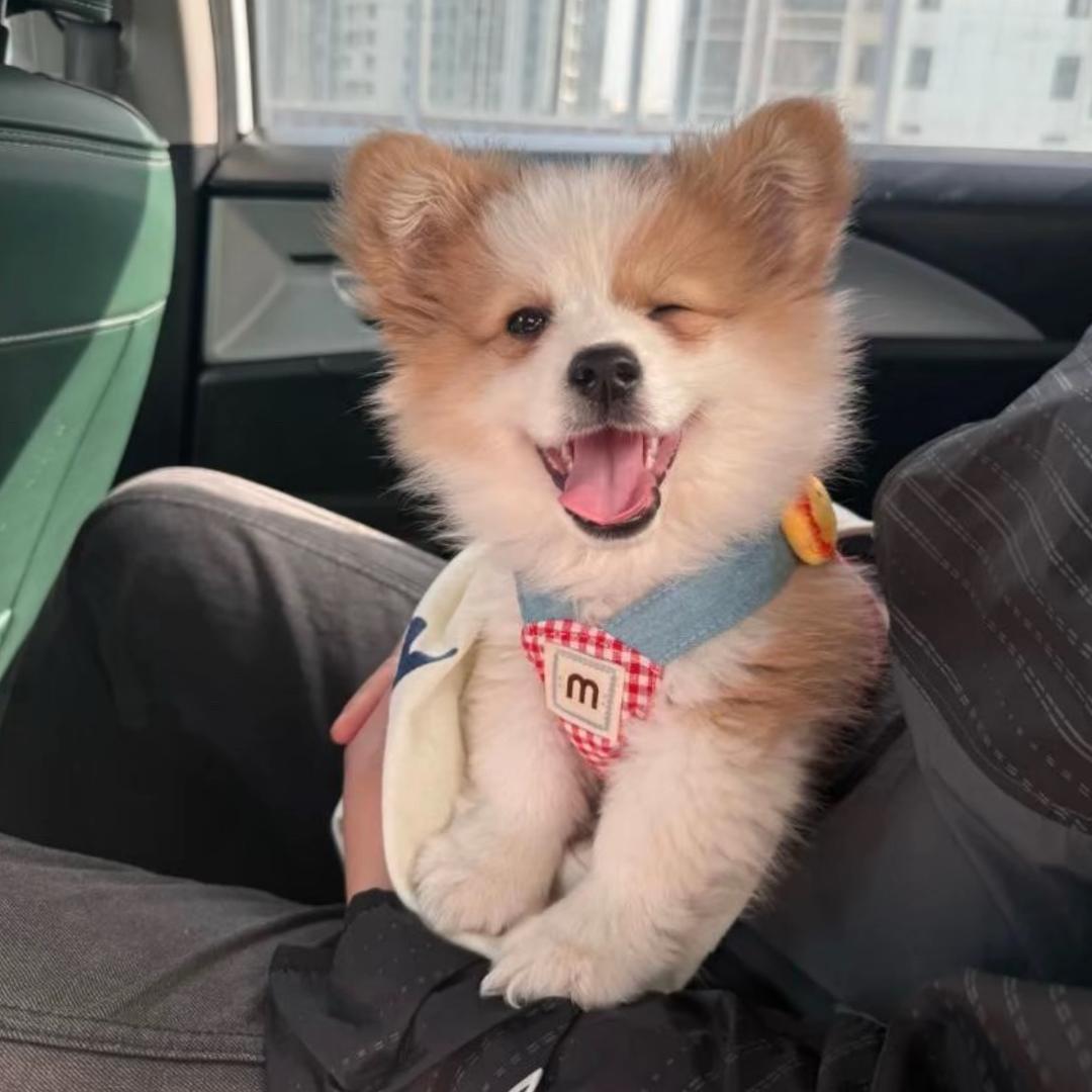 小猫乖噜噜