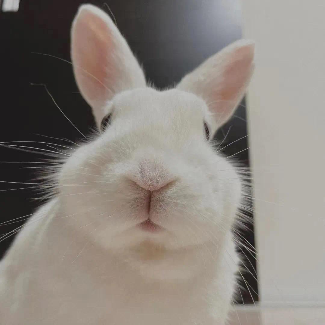 贝贝儿