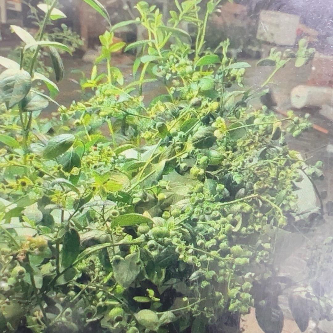 云南高山蓝莓树苗