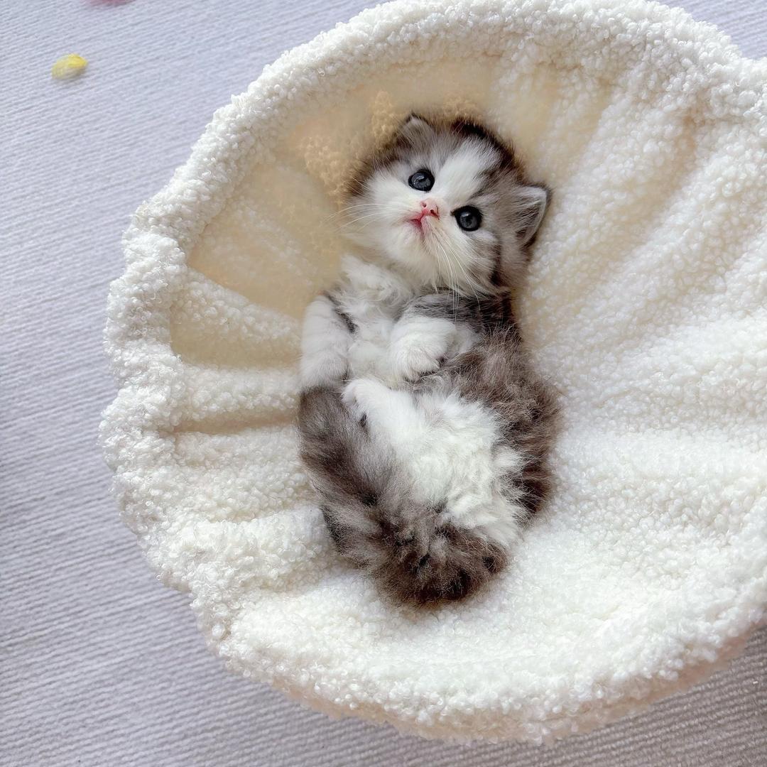 小鱼家的矮脚猫舍