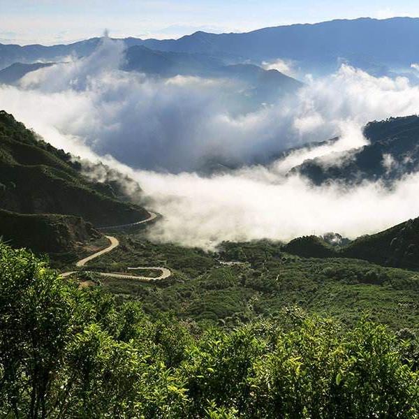 陈李堂单丛茶