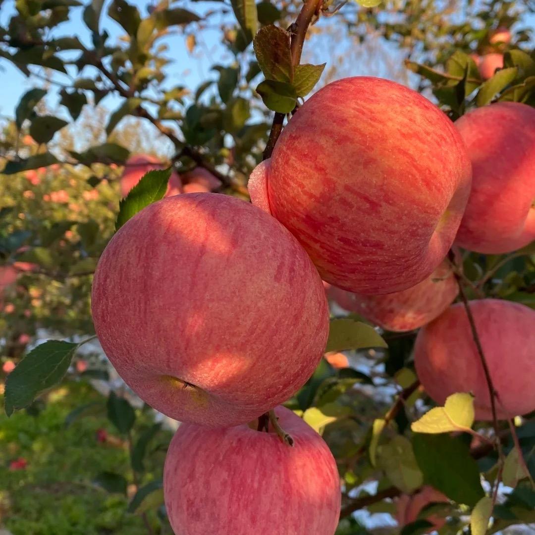 玉婷家乡农特产