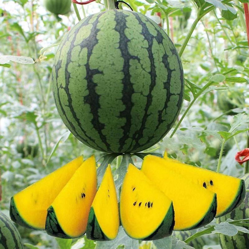 潼优麦优选