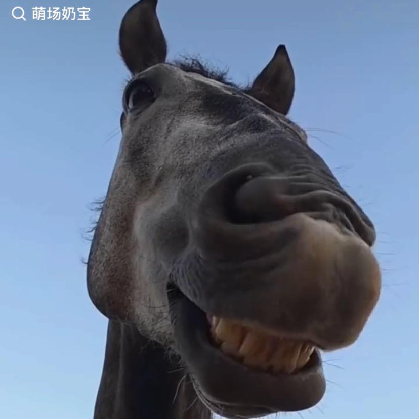 椰壳