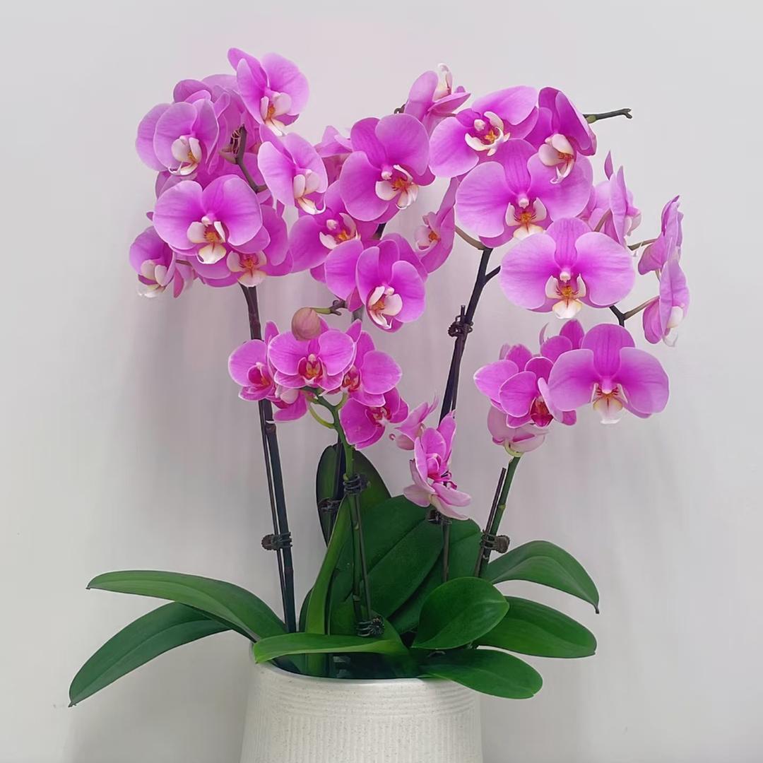 花如意绿植