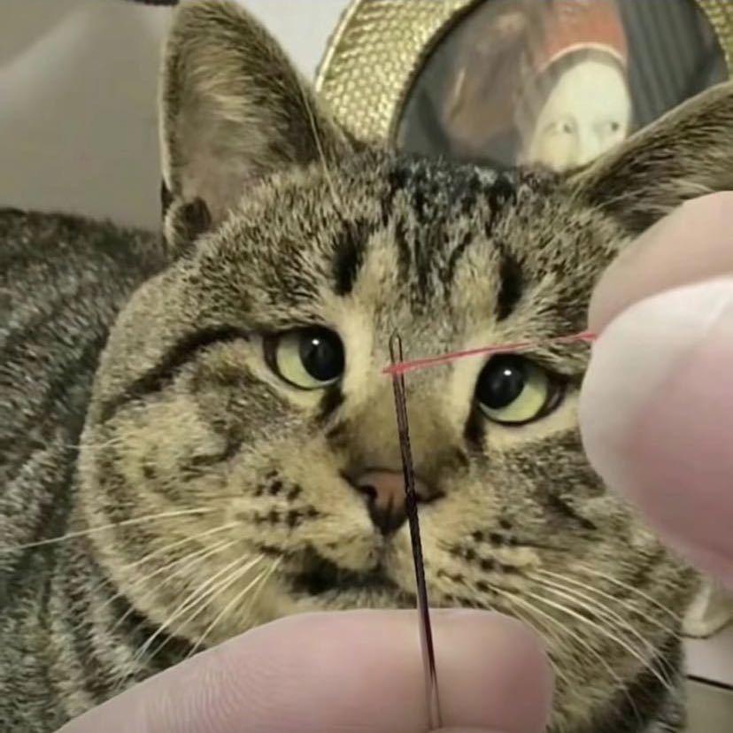满山猴子我腚最红🍑