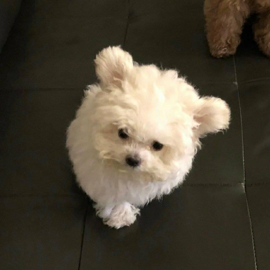 糖份怪（无糖版）