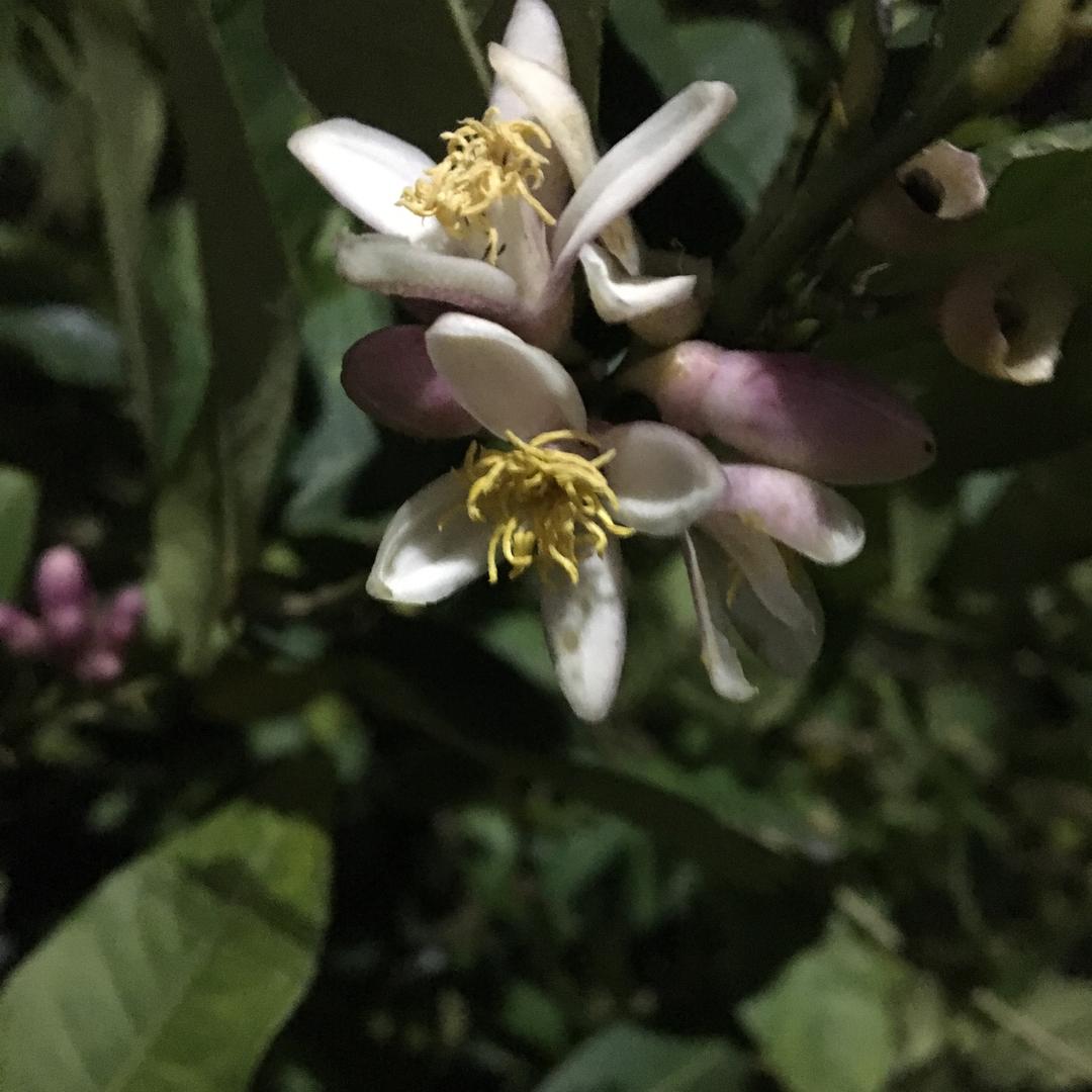 酸酸甜甜的柠檬