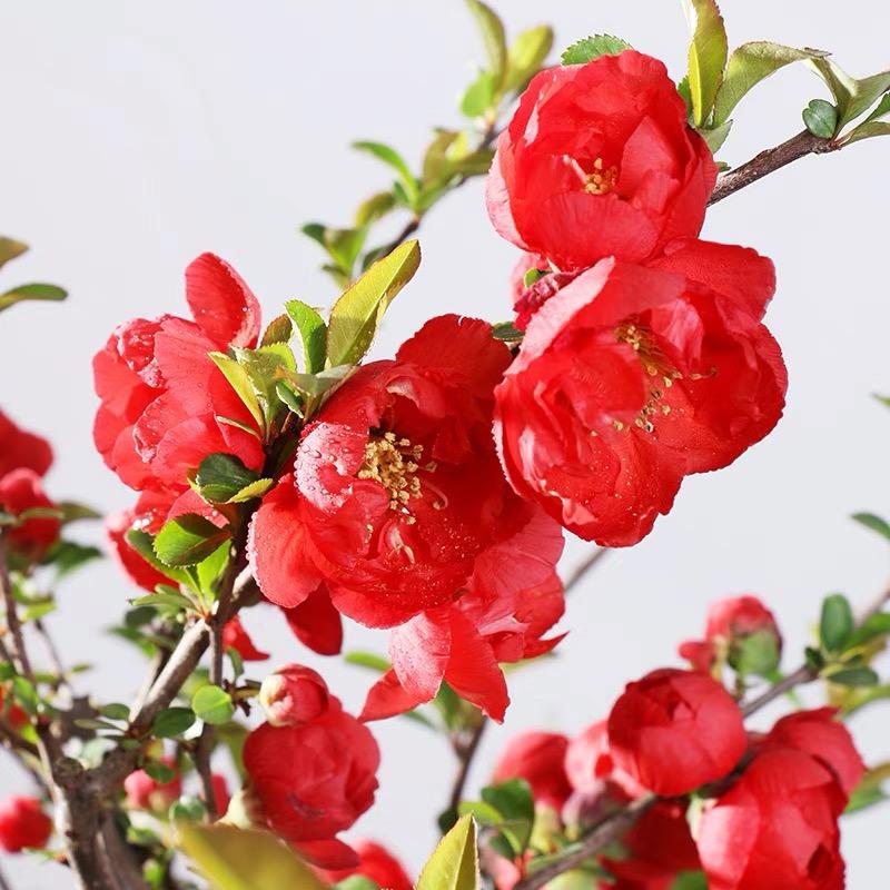 桃花岛园艺