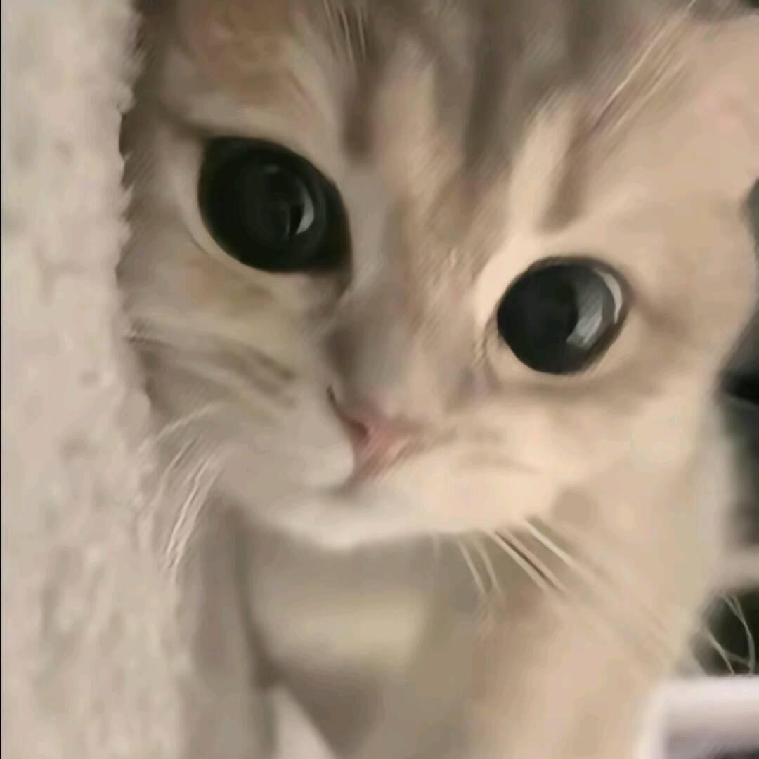 小桉