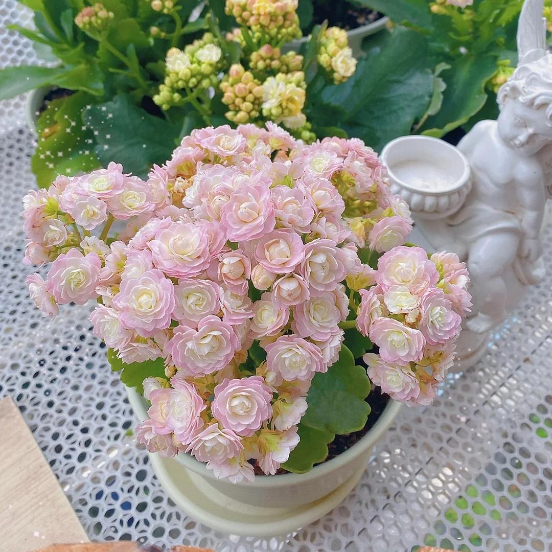 堇色花卉园艺