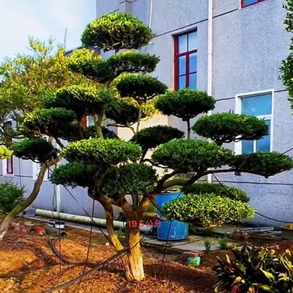 张海涛造型黄杨种植户