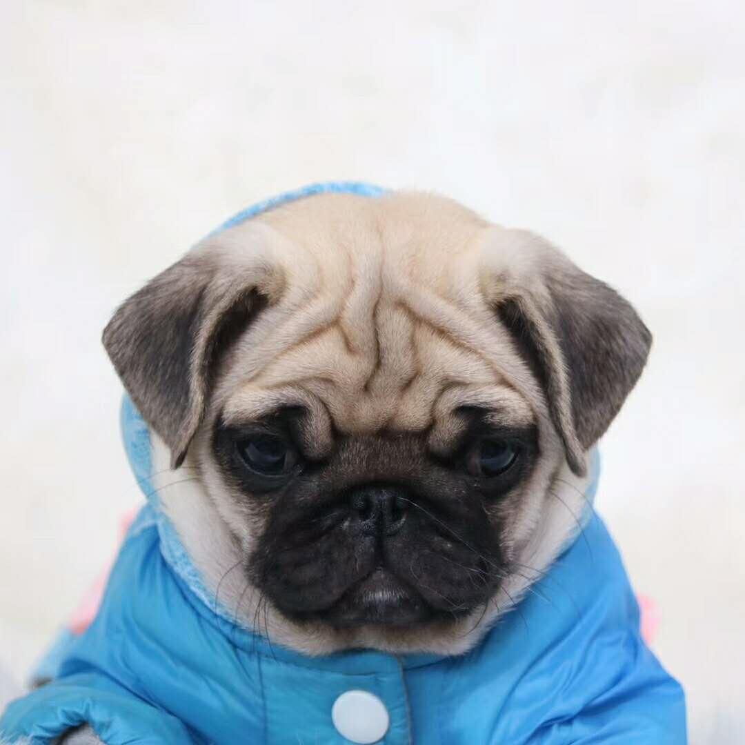 航海王热血航线♐️巴哥