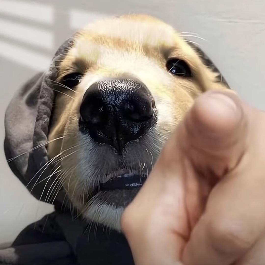 飞哥萌宠（廖皋宠物）