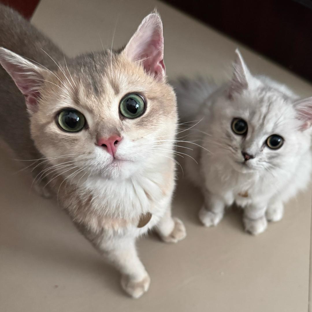 AAA胖虎和布丁🍮专业生产猫毛