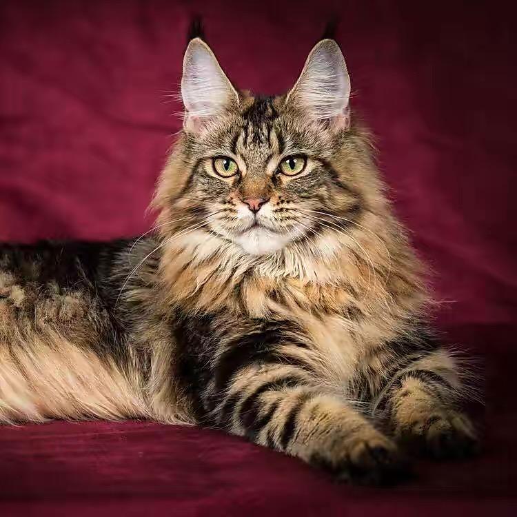 集美缅因高奢店