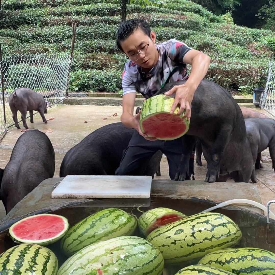 猪小明