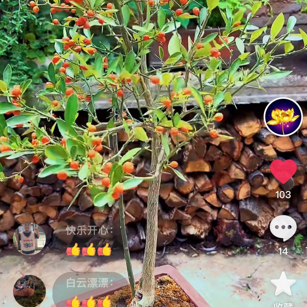 北方豆豆王小丫