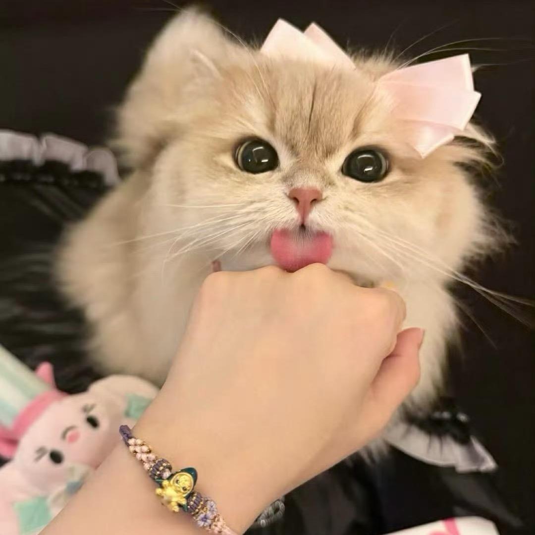 洛莉