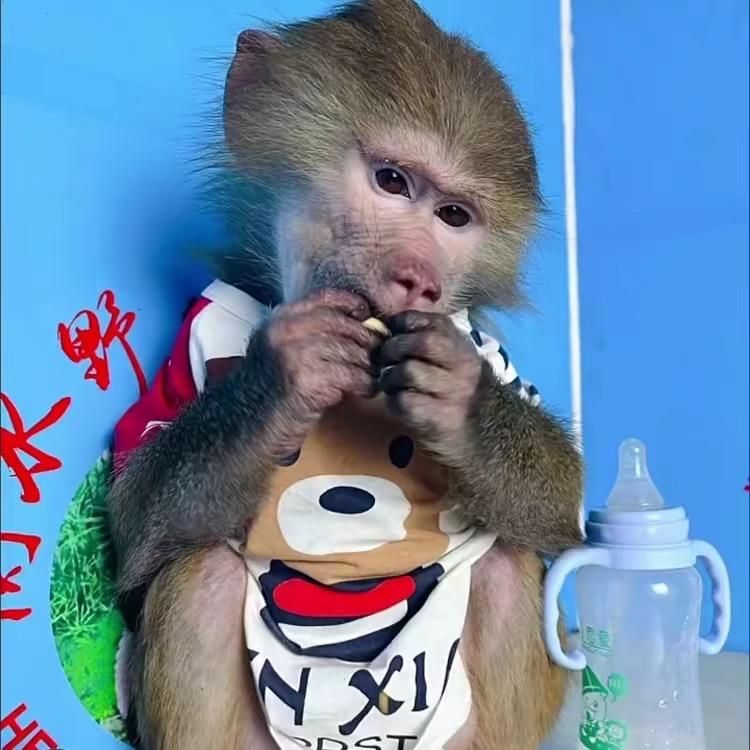 狒狒🐒