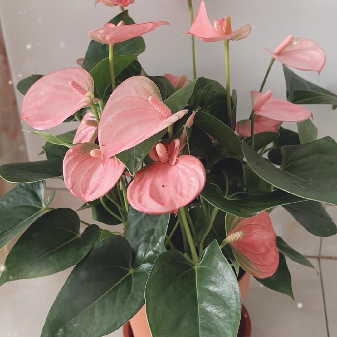 花开🌸🌸花落