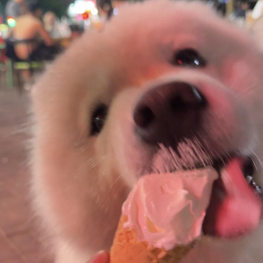 耶耶耶是雪球