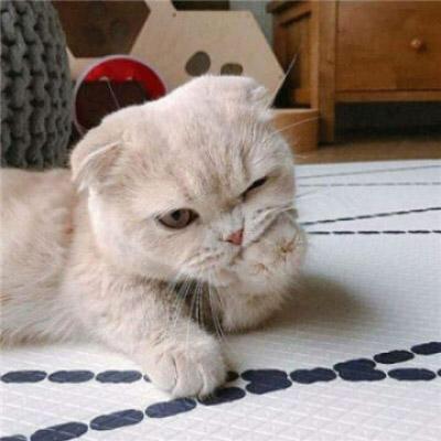 可爱猫咪（红樱桃🍒）