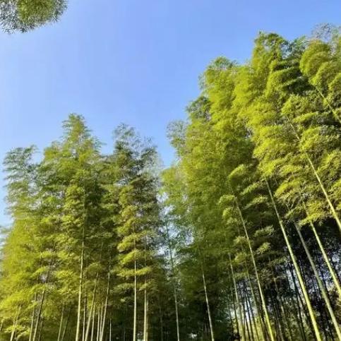 太阳优选山货