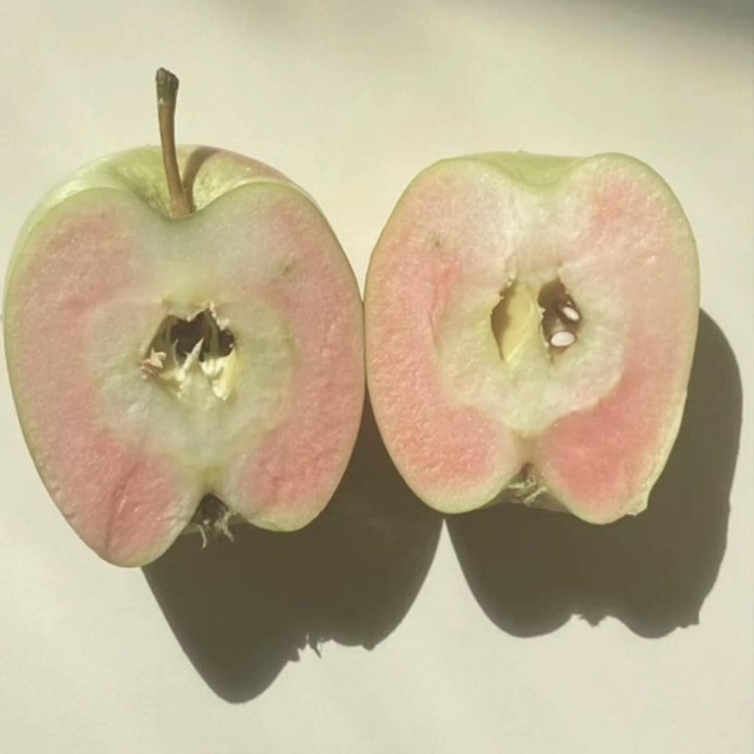 香蕉香蕉鱼