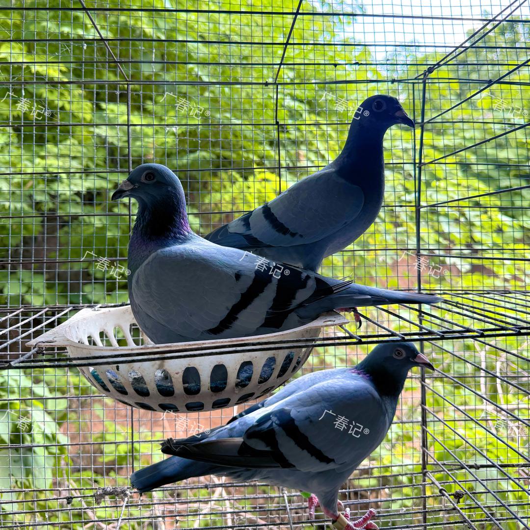 飞奴（鸽子、鸽蛋）甄选