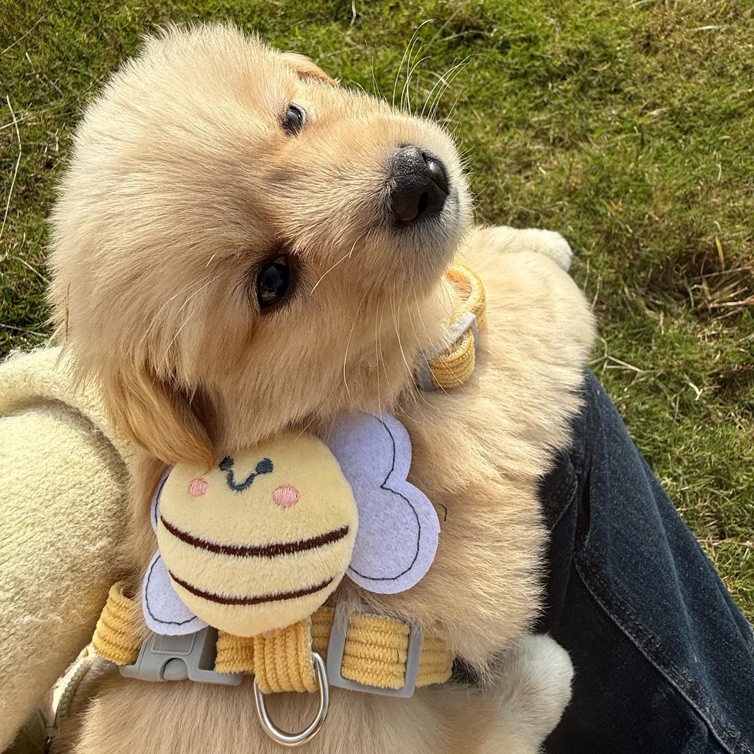 不会笑的布丁🐶