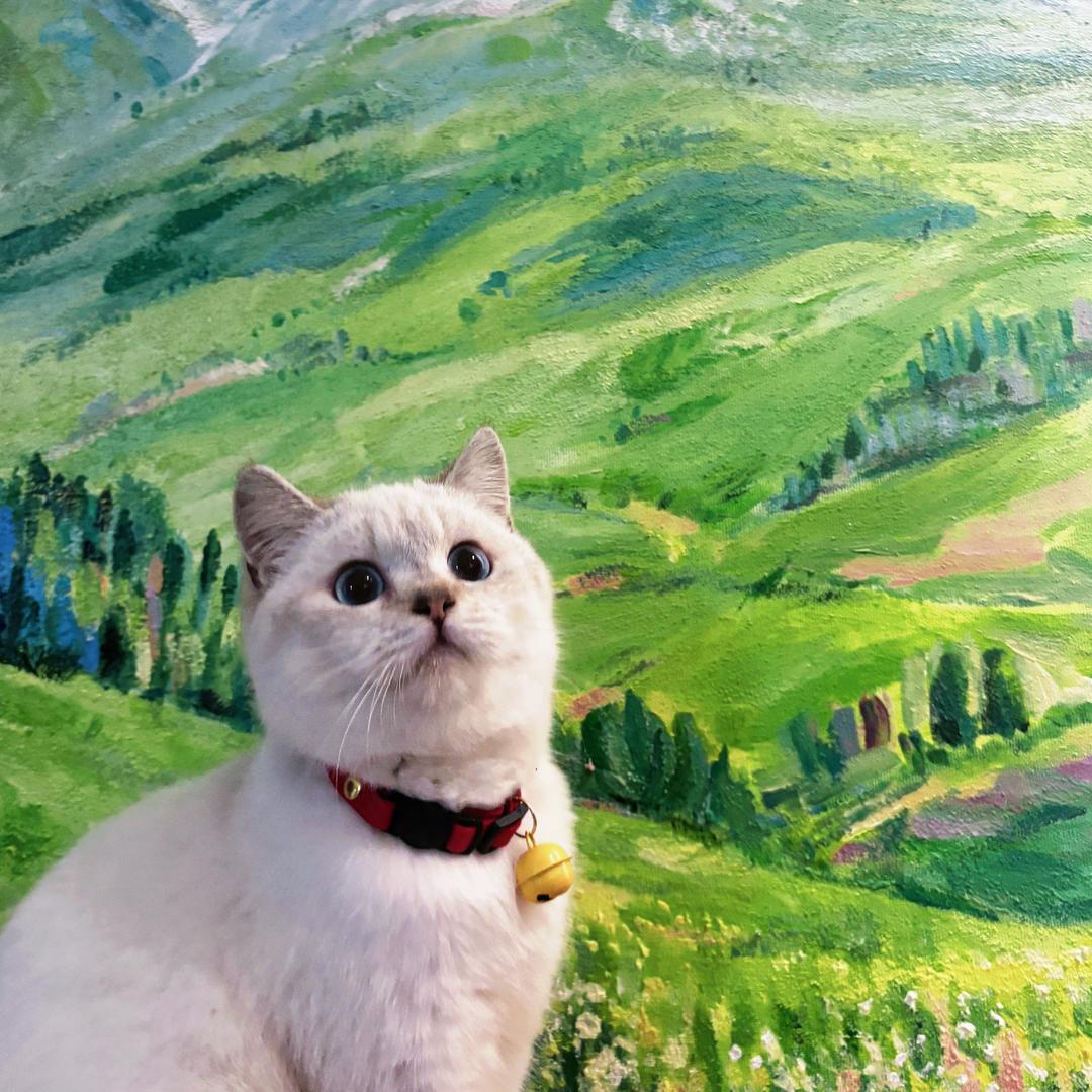 猫猫🐱