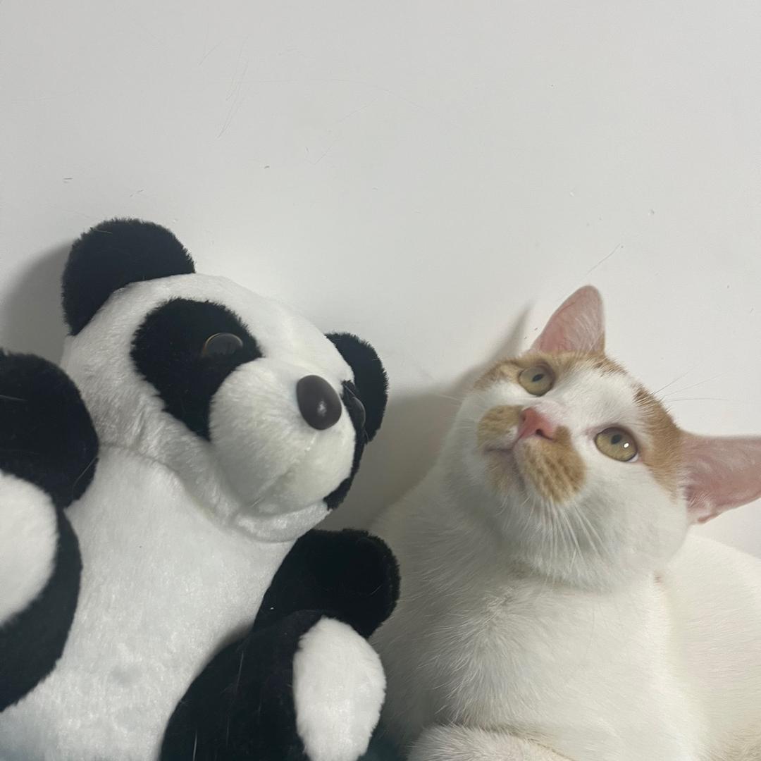 🐱