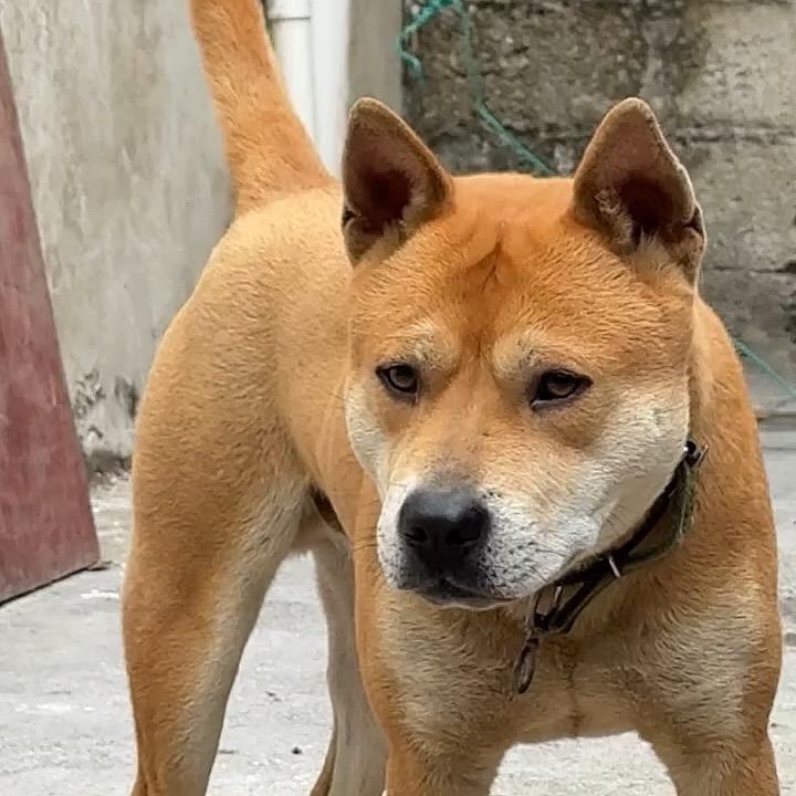 阿豪田园犬（广西土猎犬）