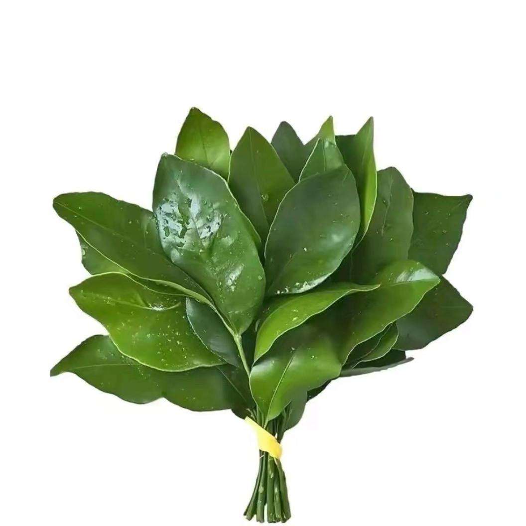 oGuO.