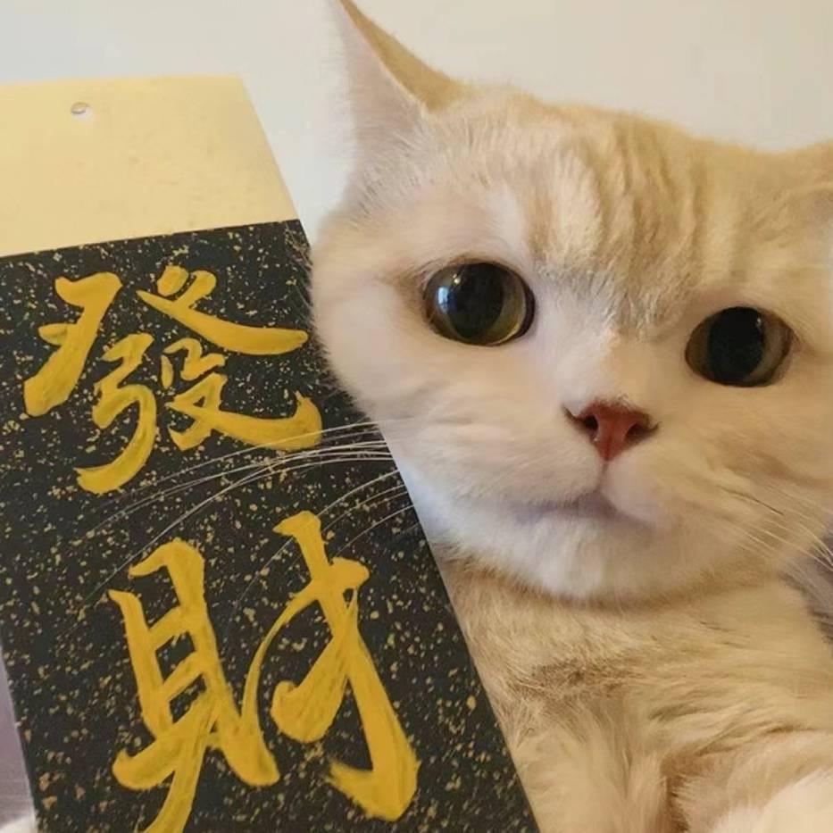 蝴蝶追梦人（白猫