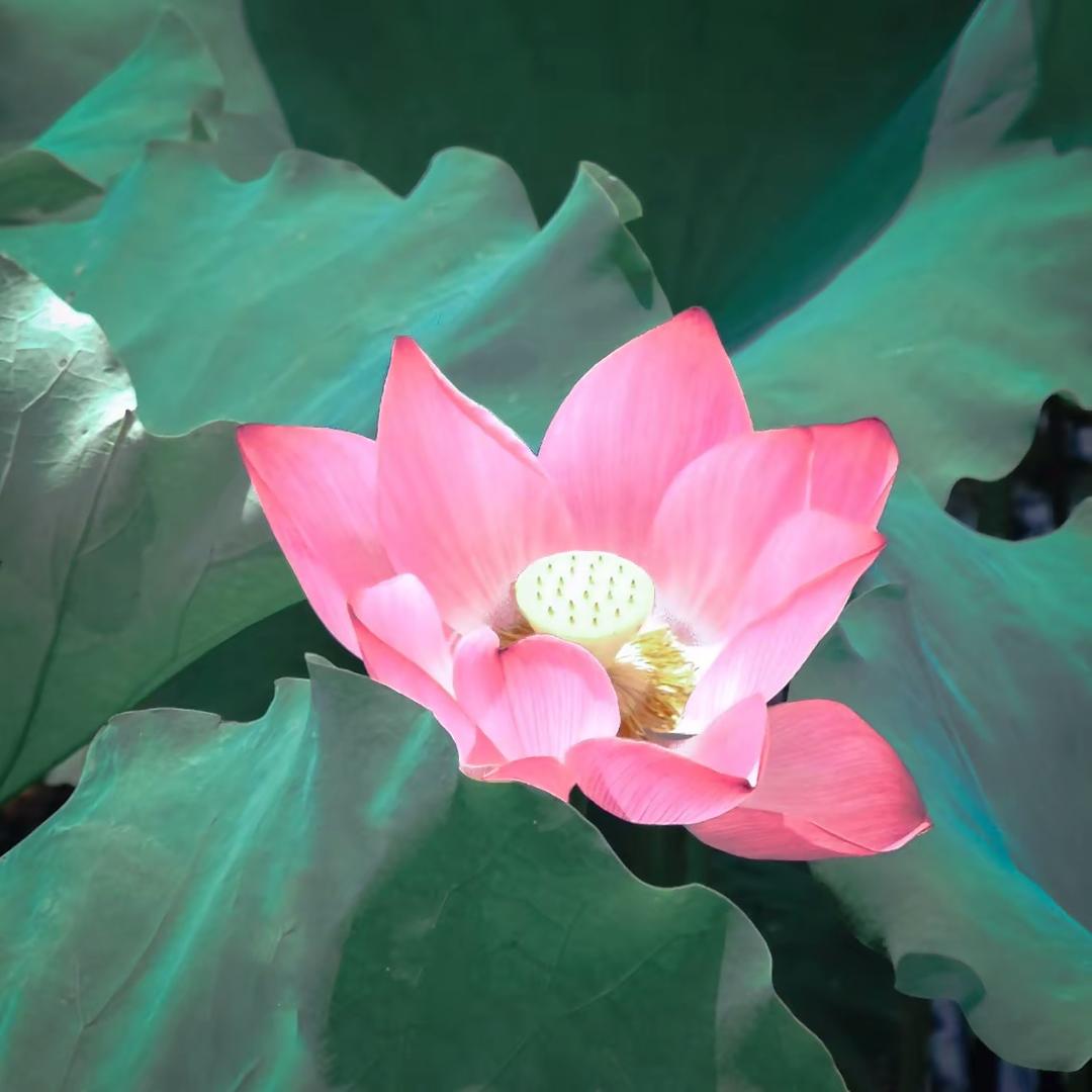 花开富贵: