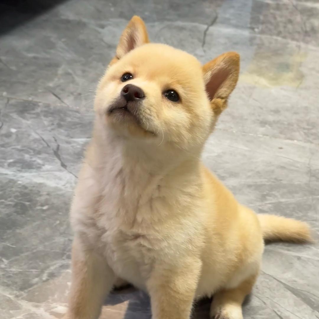柴小旺🐕