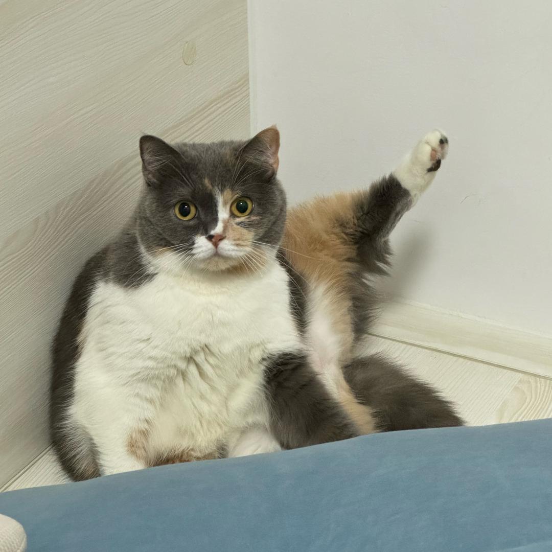 🌈猫猫