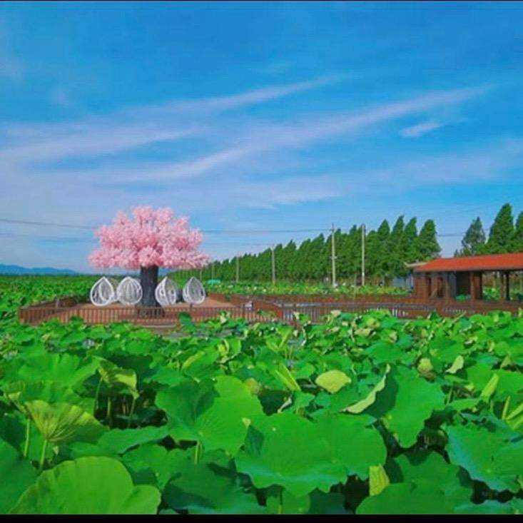 恒海怡荷园