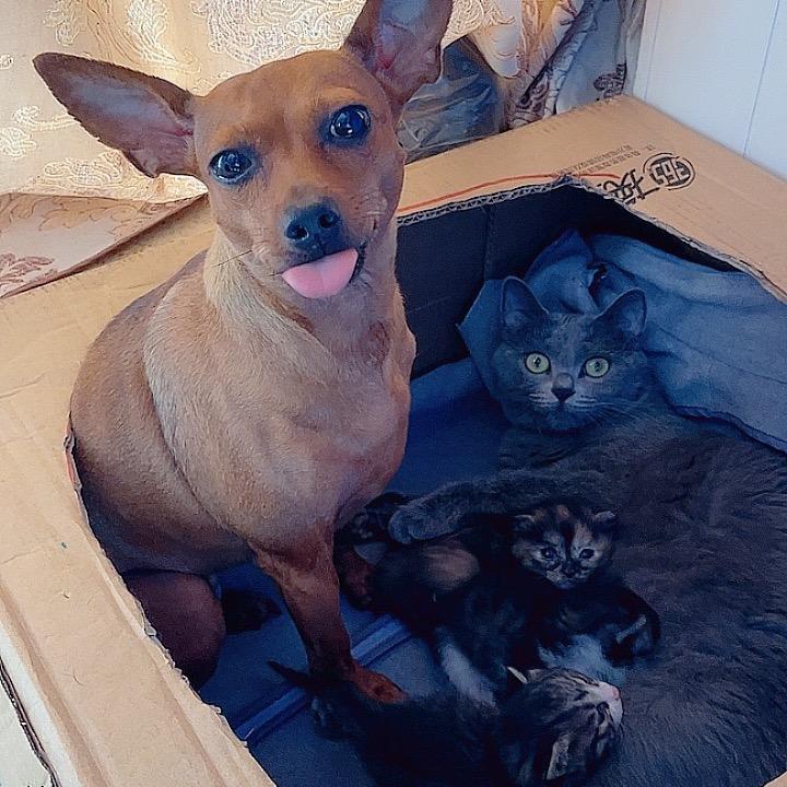 家有宠物🐱🐶