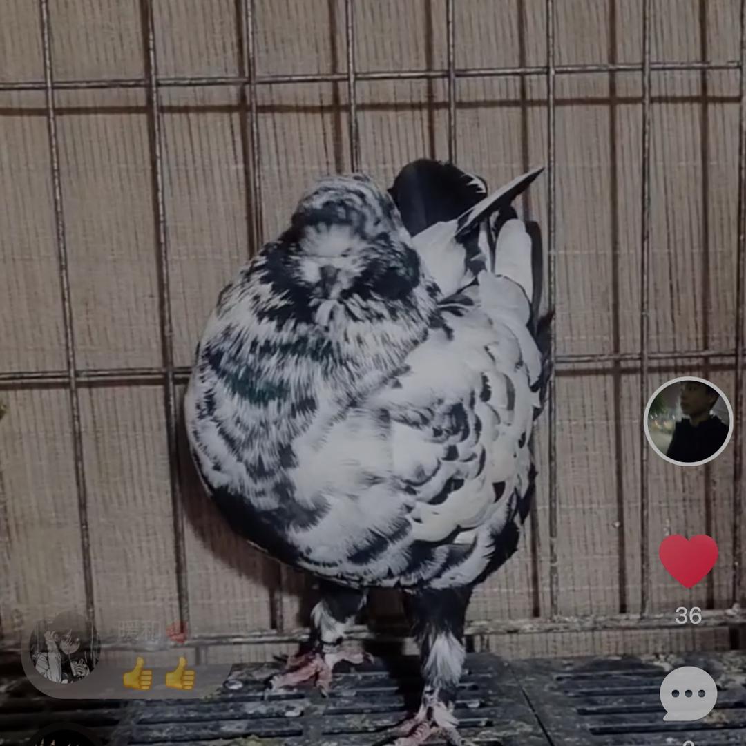 开封爱鸽人→强哥