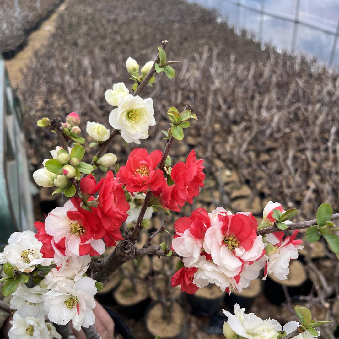 铭晟花卉苗木基地