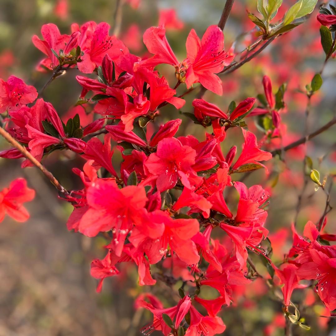 创意家映山红老桩