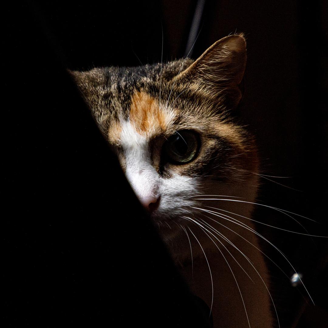 旋风酷酷(¯▽¯)👍