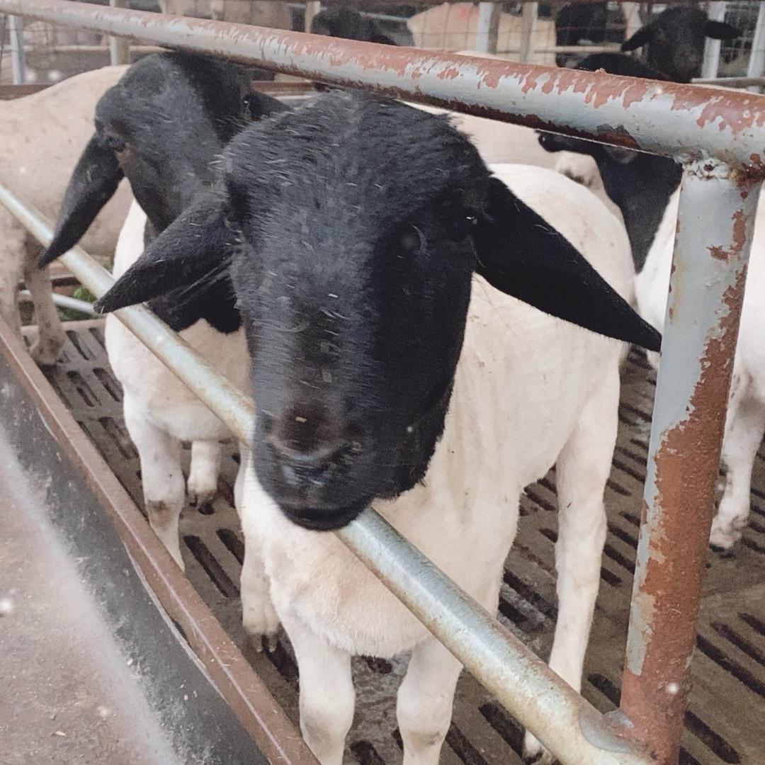 杜波绵羊澳州白棉羊繁殖基地