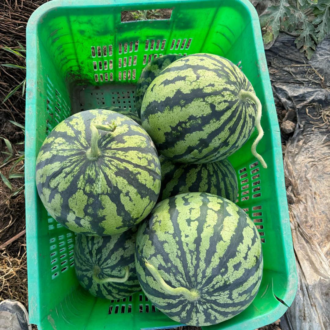 小王西瓜🍉